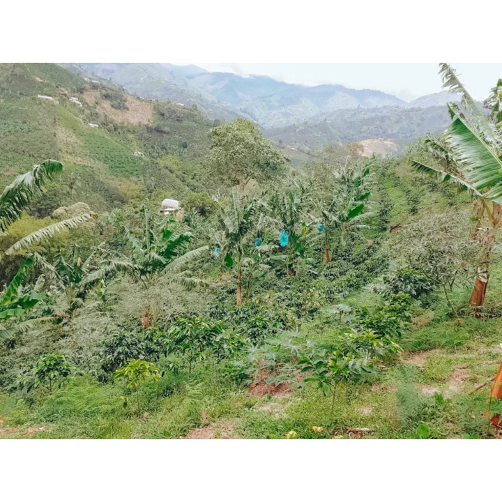 Café connaisseur de Colombie, Huila