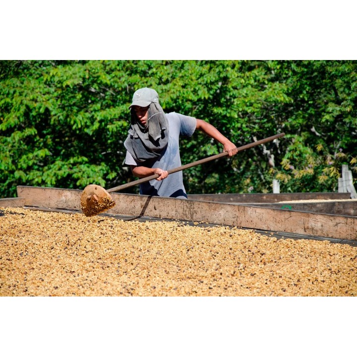 Café connaisseur du Costa Rica, la Abeja