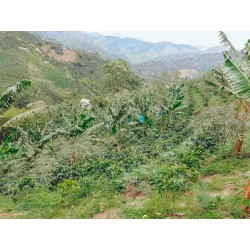 Café connaisseur de Colombie, Huila